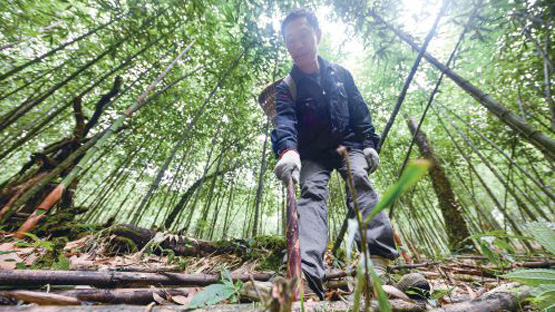 重慶金佛山竹筍成為當?shù)剞r(nóng)村脫貧致富的特色產(chǎn)業(yè)