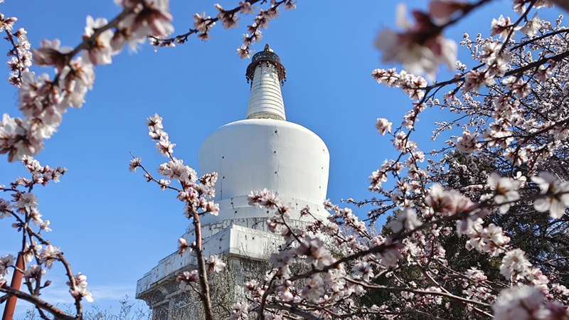 北京：山桃花開(kāi)映白塔